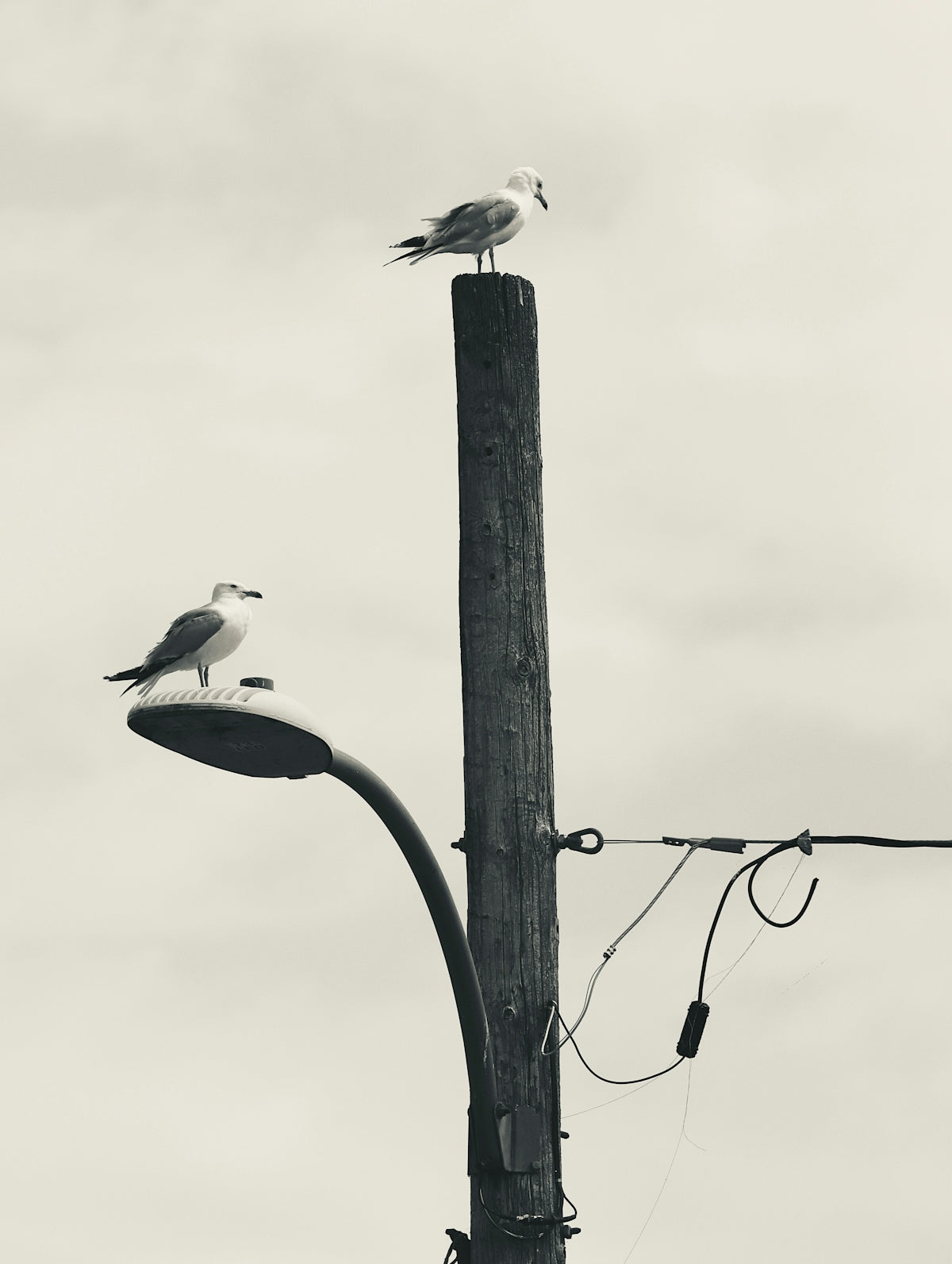 Two seagulls perch on a lamp post.